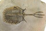Double Spiny Trident Walliserops Trilobite Specimen #350537-4